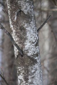 gray birch