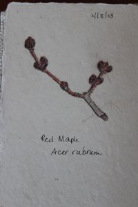 red maplesketch