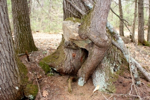 rock tree 3