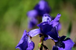 blue flag iris reflection