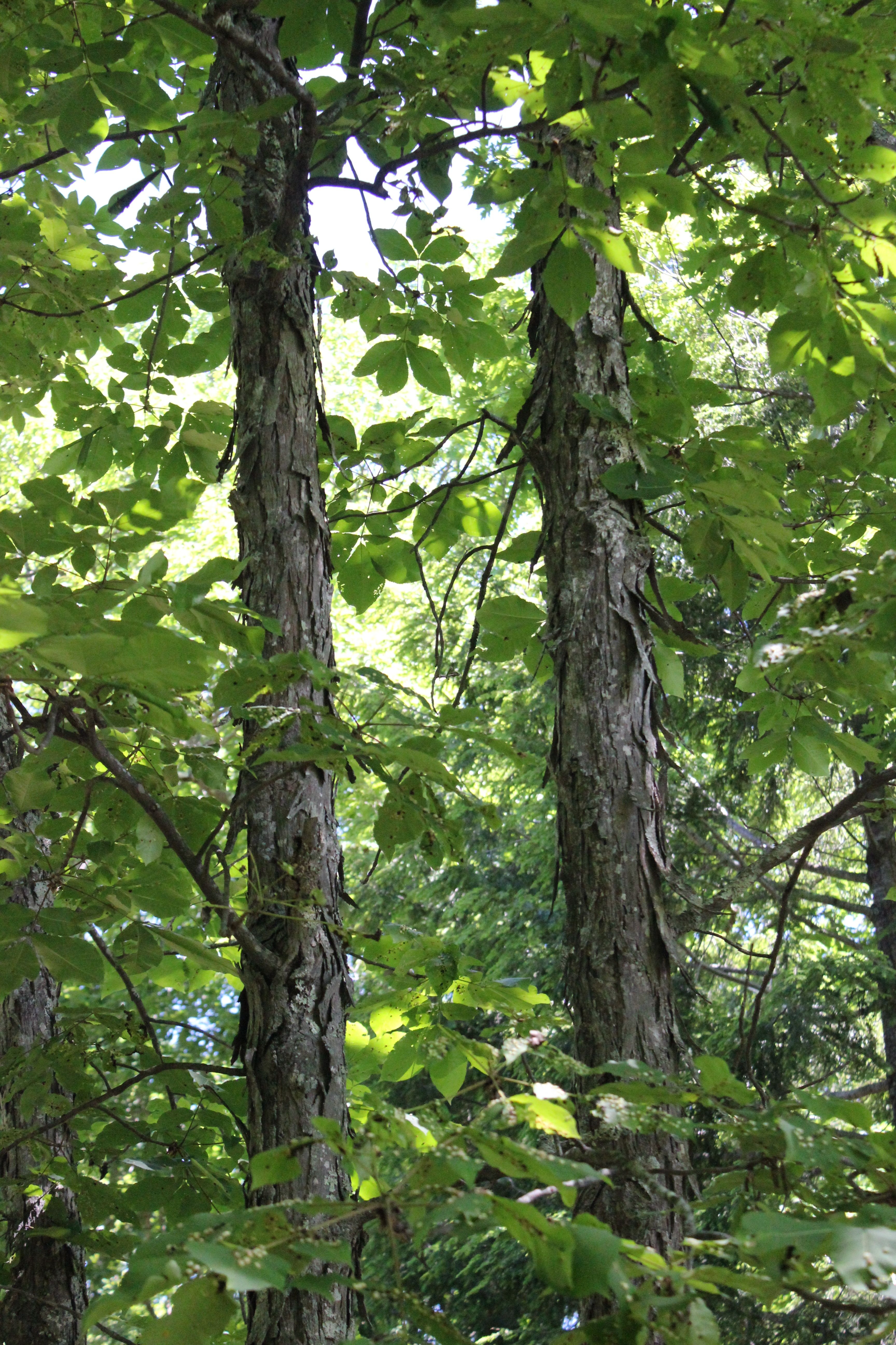 What is shellbark hickory?