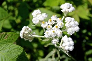 pearly everlasting