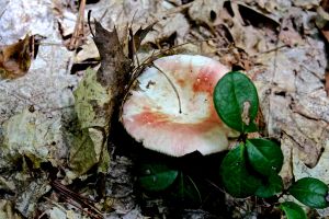 red pinkish mushroom