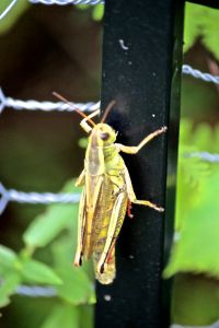 red legged grasshopper
