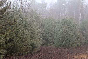 foggy pines