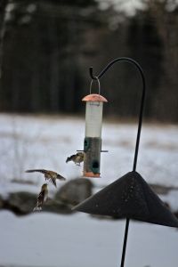 goldfinches, mid air squawk