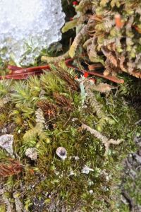 lichens et al