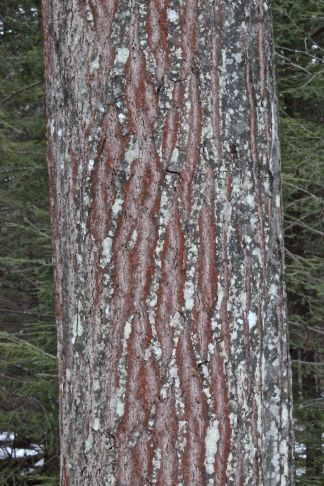 r-red oak bark