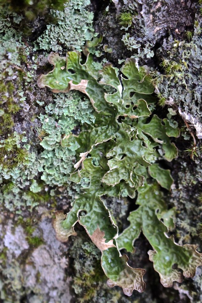 b-lungwort, lichens