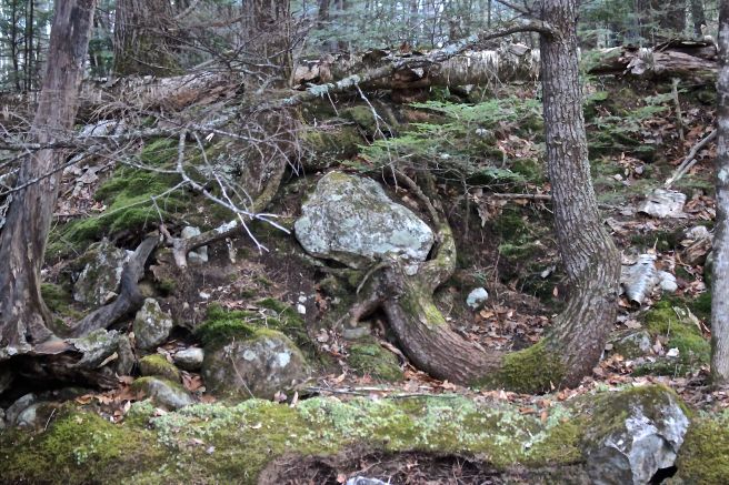 h-trees and rocks beside willard