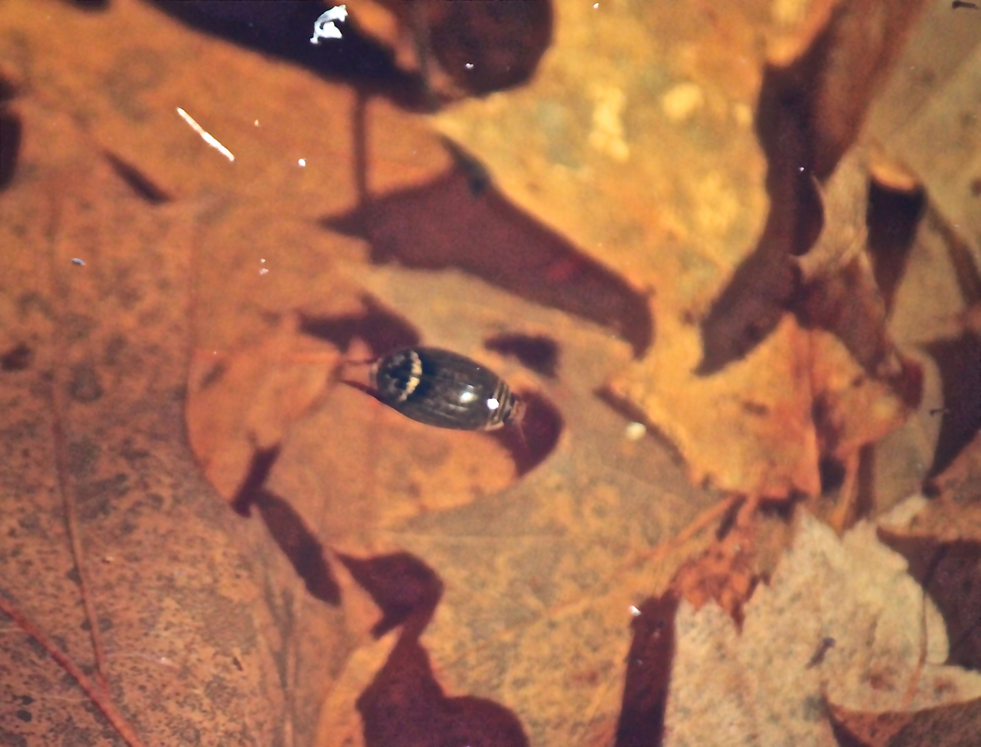 v-diving beetle