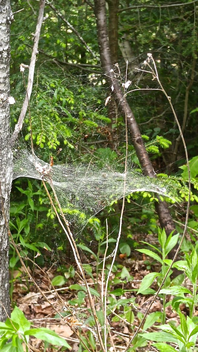 b-spider web