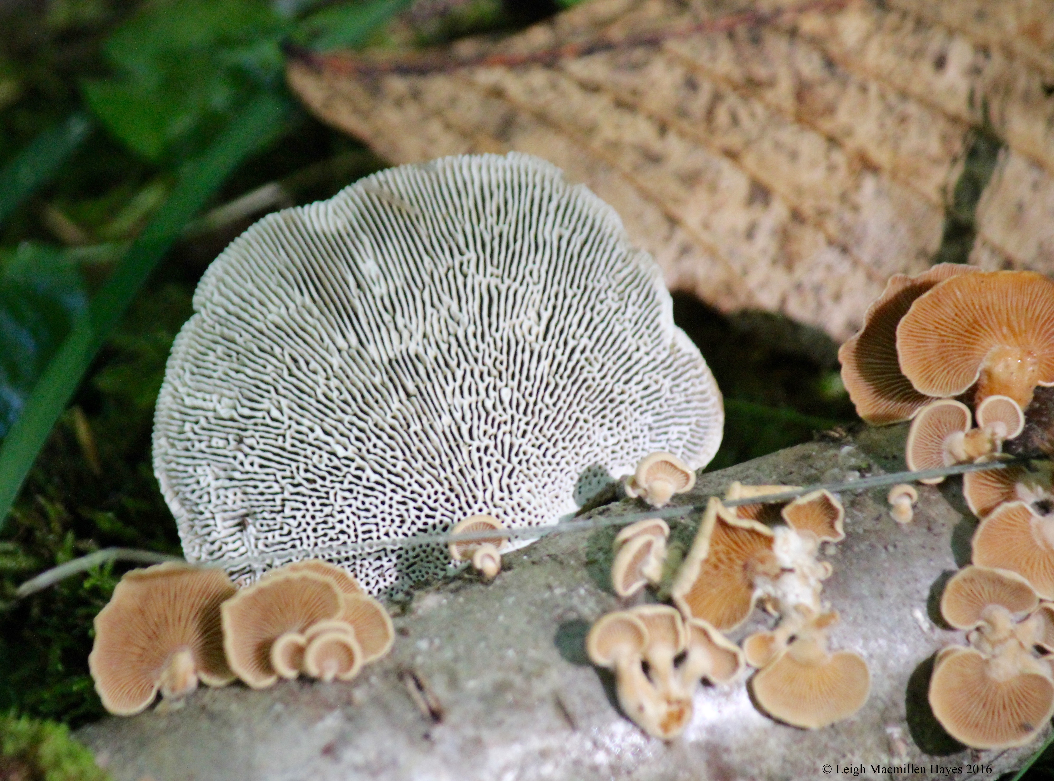 j-gilled polypore