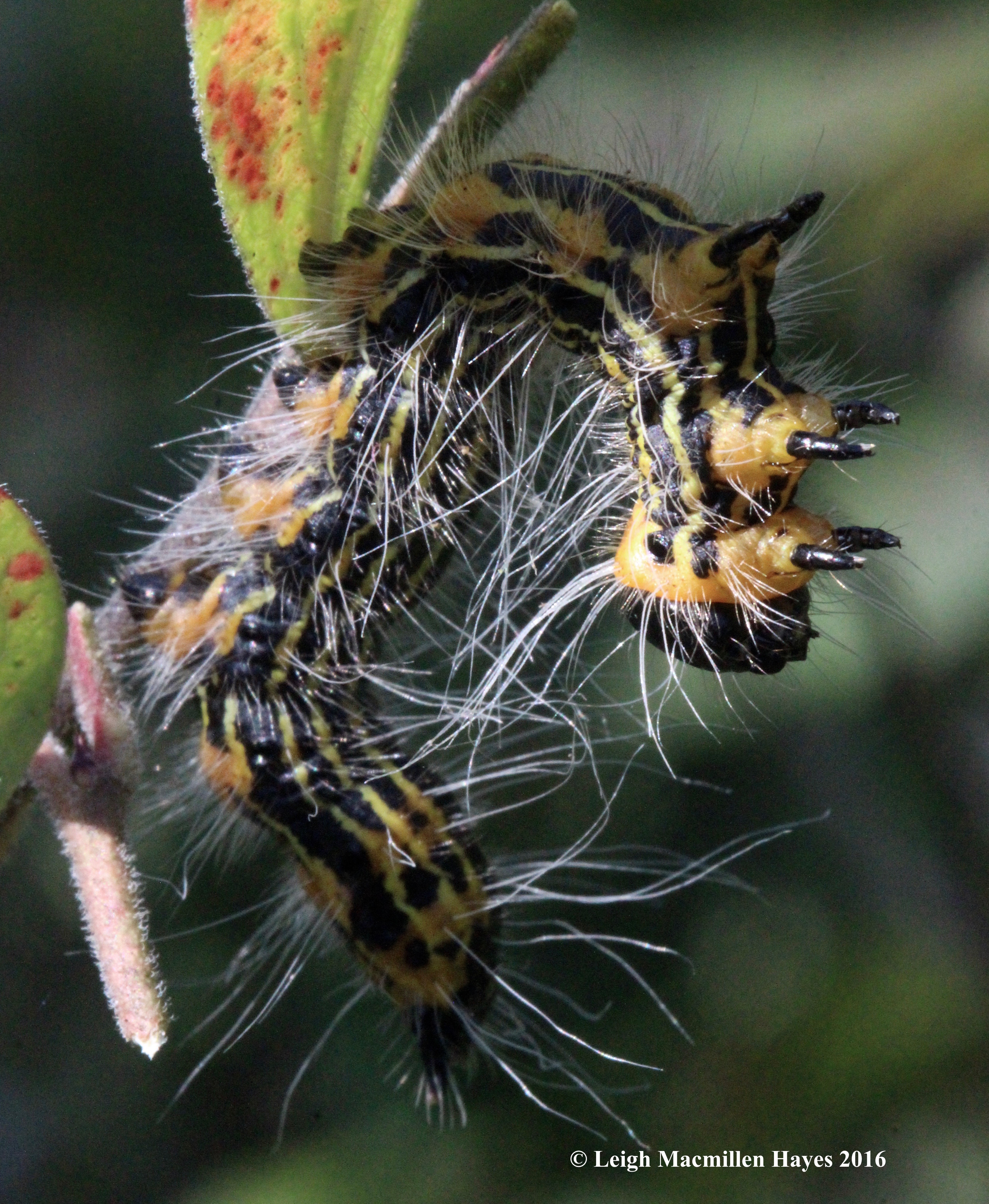 h-yellow-necked caterpillar
