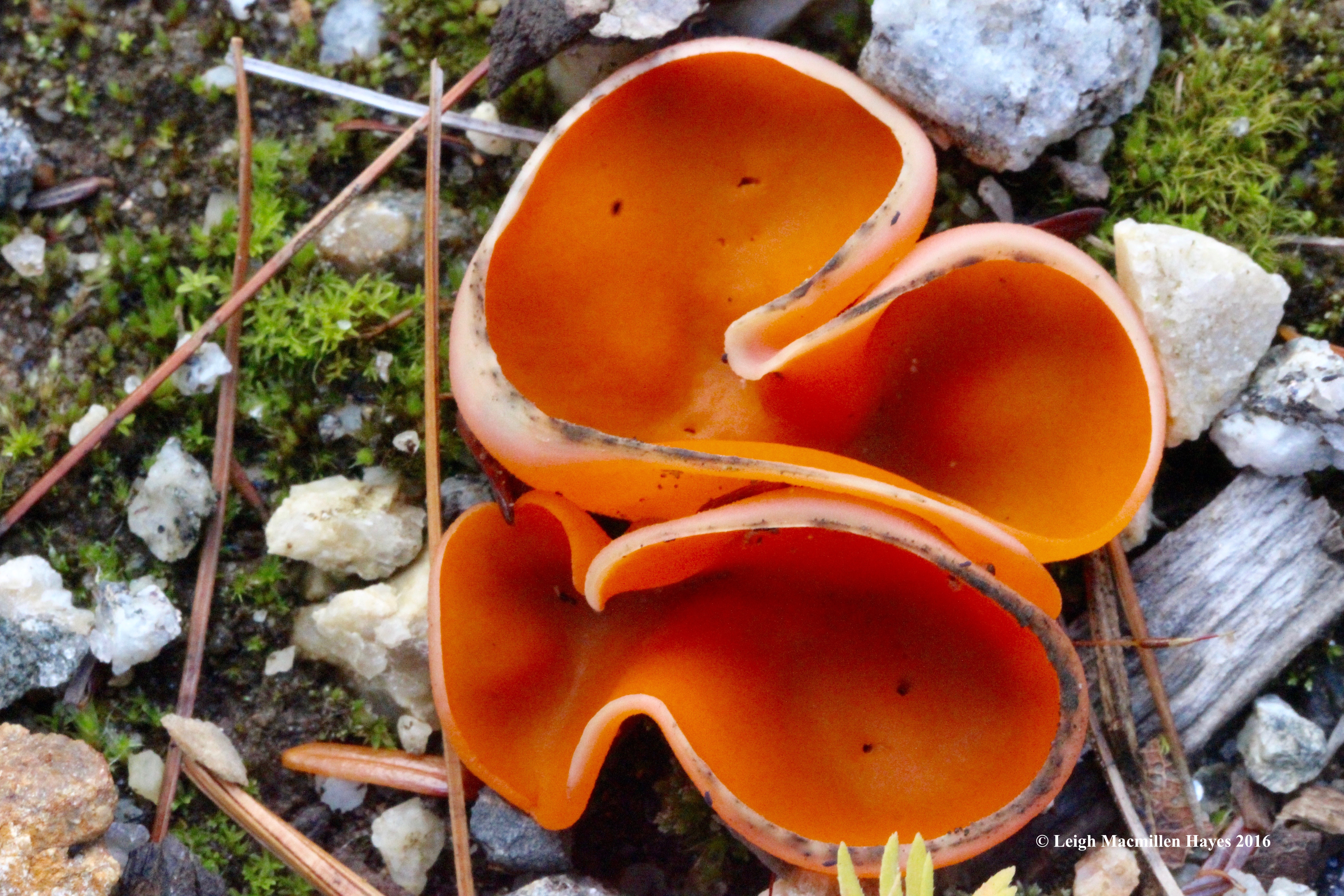 l-orange-peel-fungi