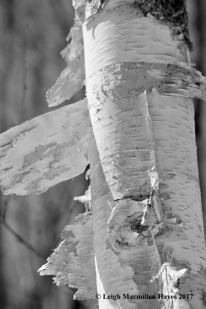 f-paper birch 1