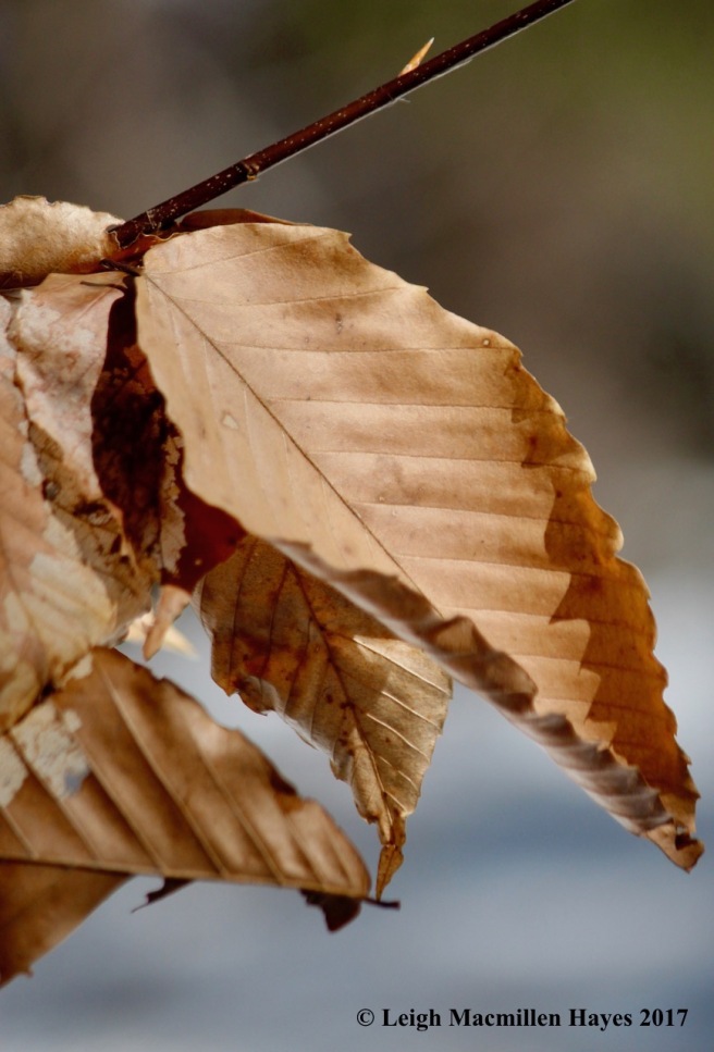 o-beech leaves