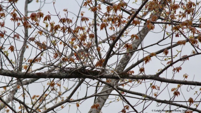 b-cuckoo nest remnants