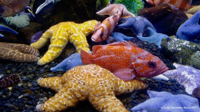 c-starfish and tropical fish