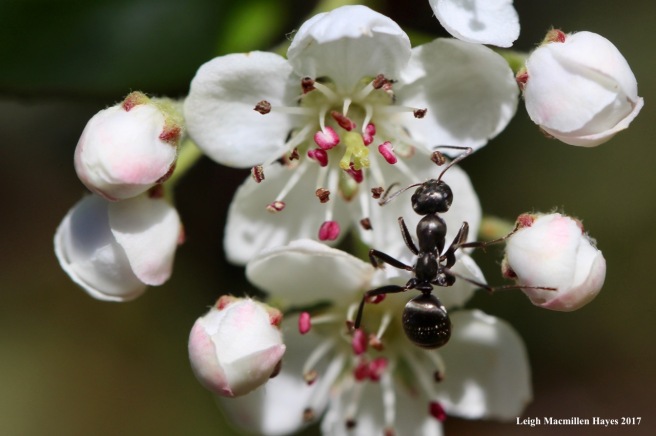 b-black chokeberry and ant