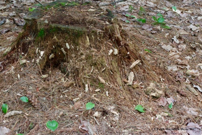 b-tree stump