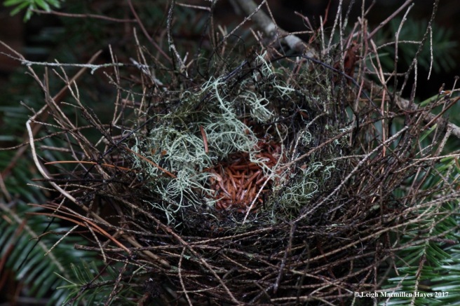 c-bird nest