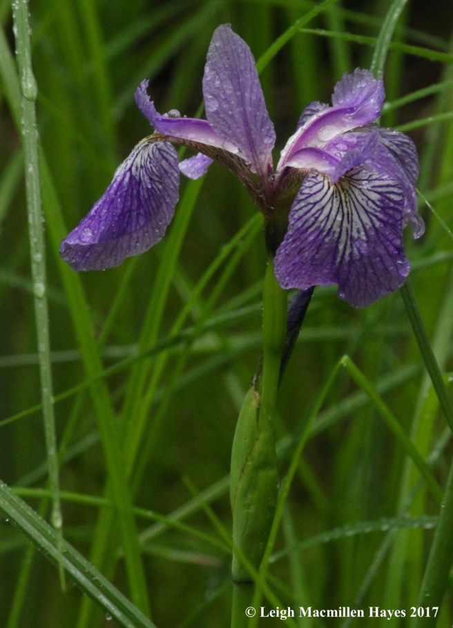 p-blue flag iris