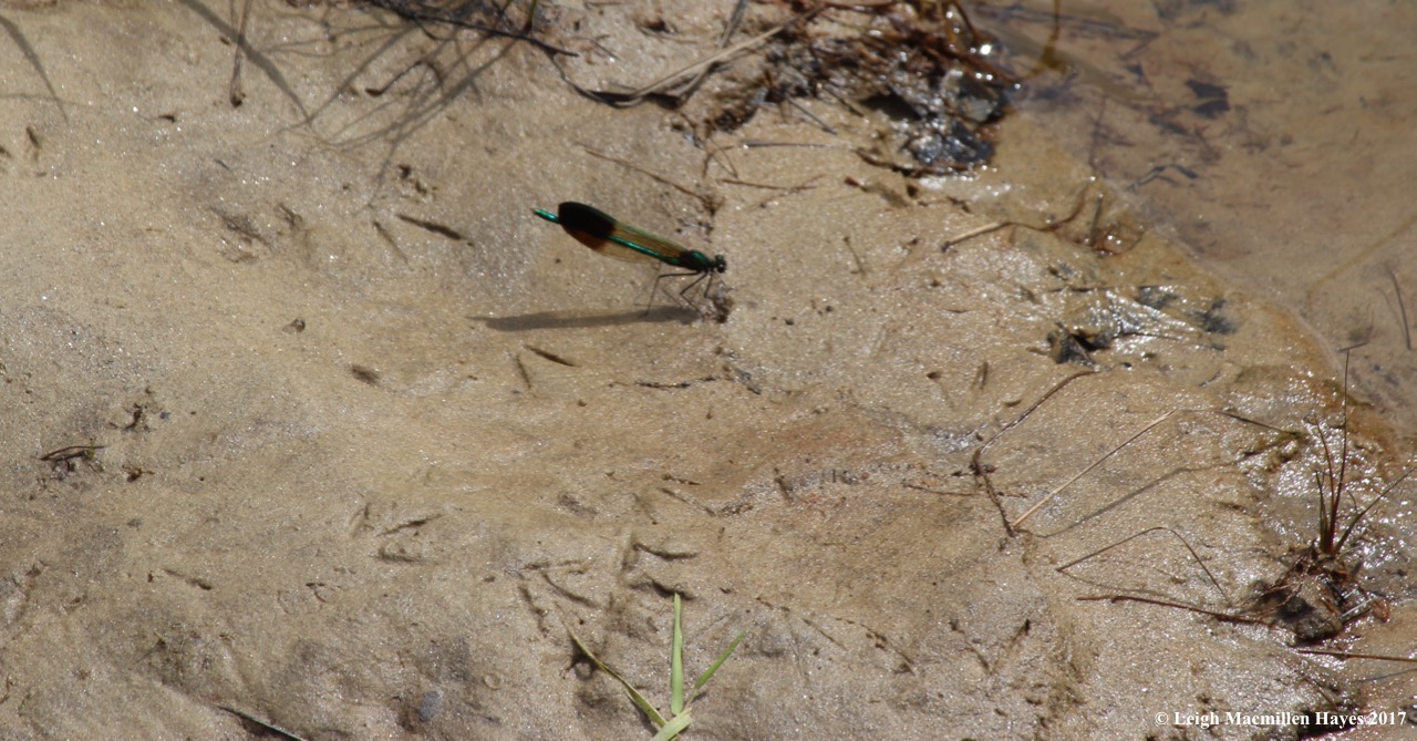 d-Broad-winged damsel, River Jewelwing 1