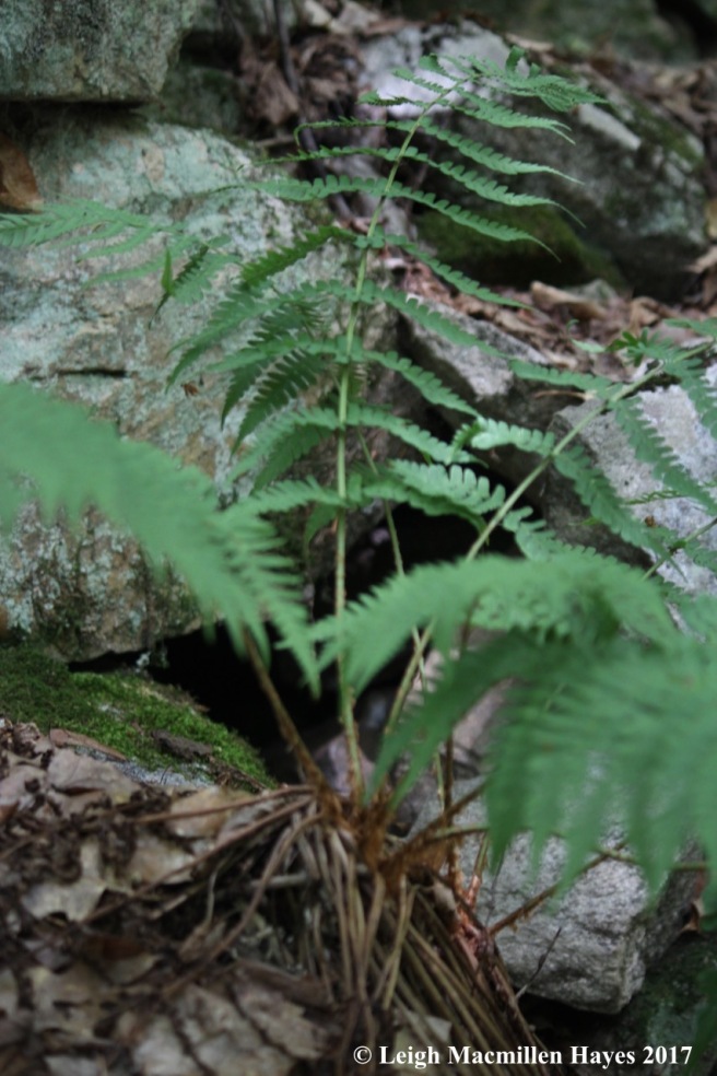 m1-marginal wood fern