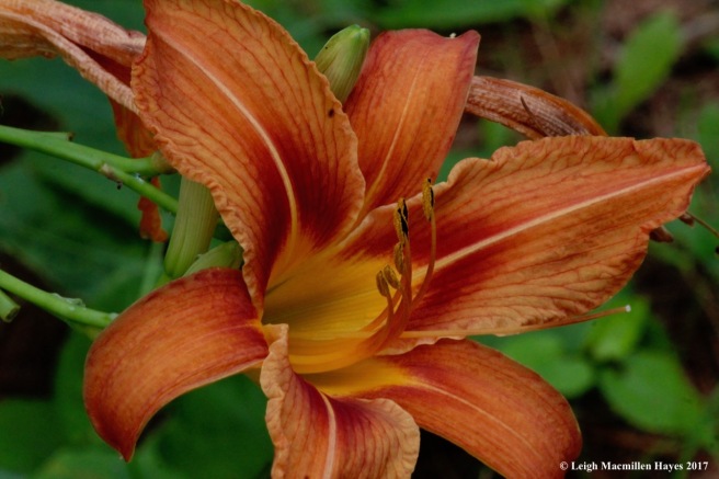 p-daylily flower