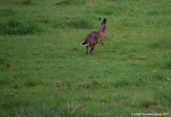 s-brown hare