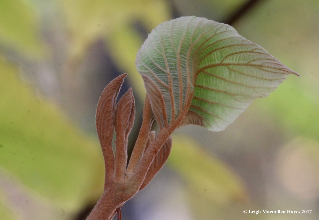 m-hobblebush new leaf
