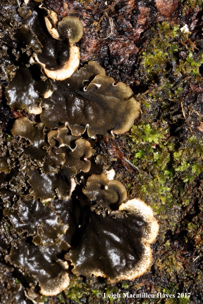 b-field dog lichen