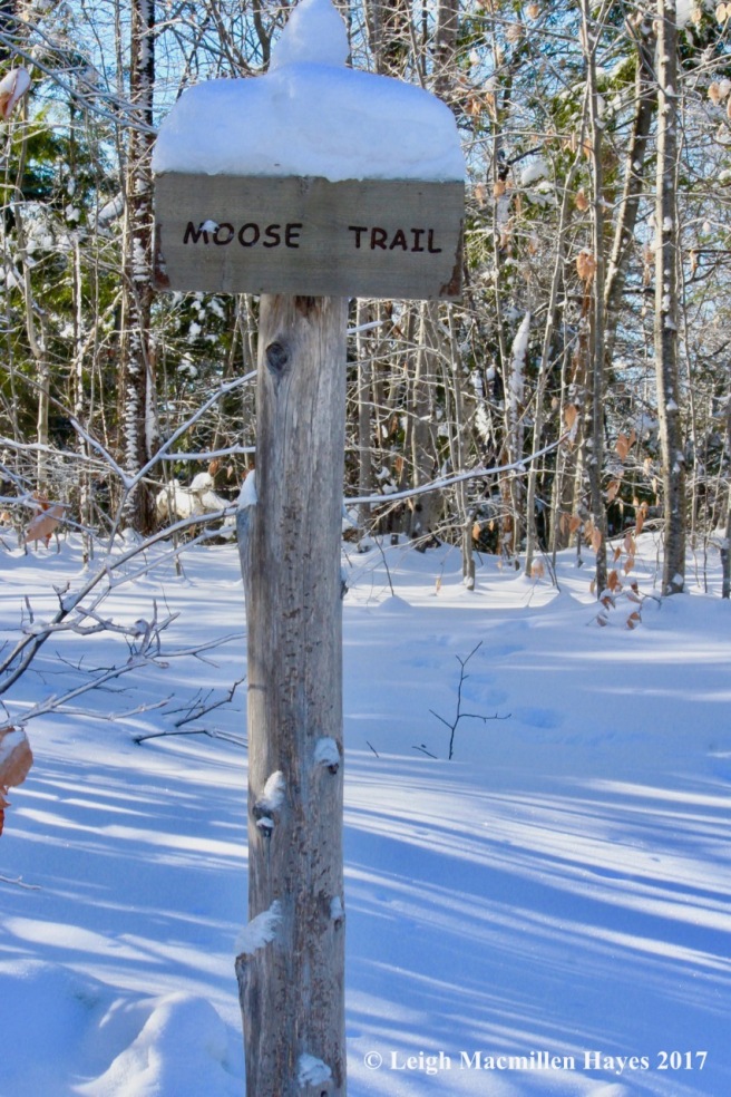 b1-Moose Trail sign