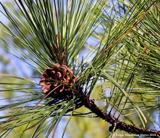 e-red pine cone and needles