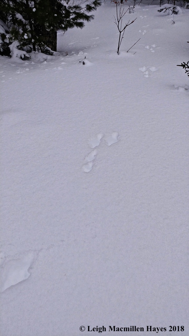 l15- snowshoe hare track