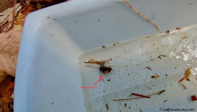 s15-caddisfly larvae