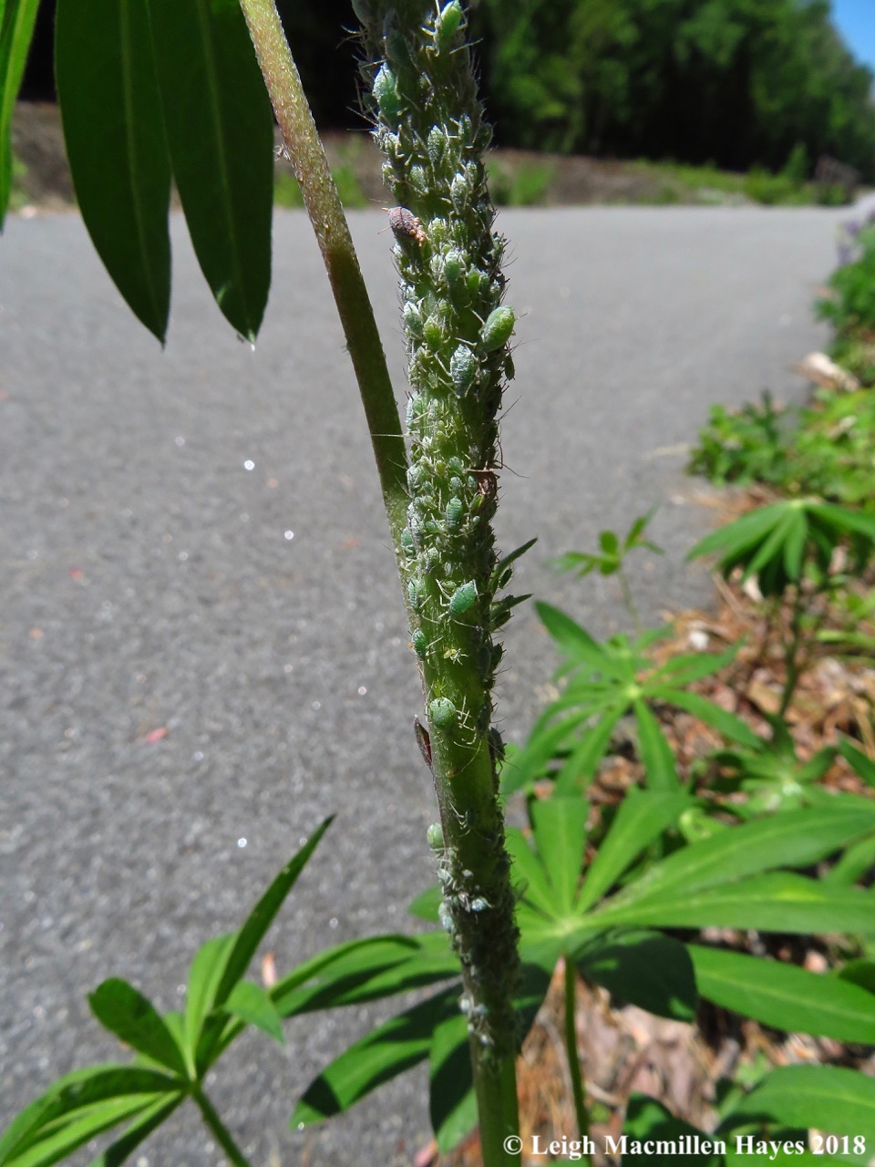 m2a-lupine aphids