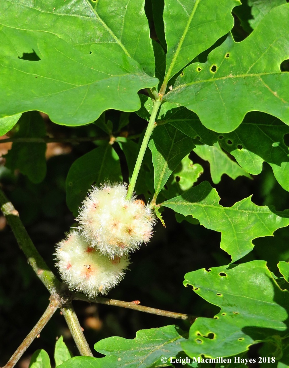 m8-wood sower gall wasp gall
