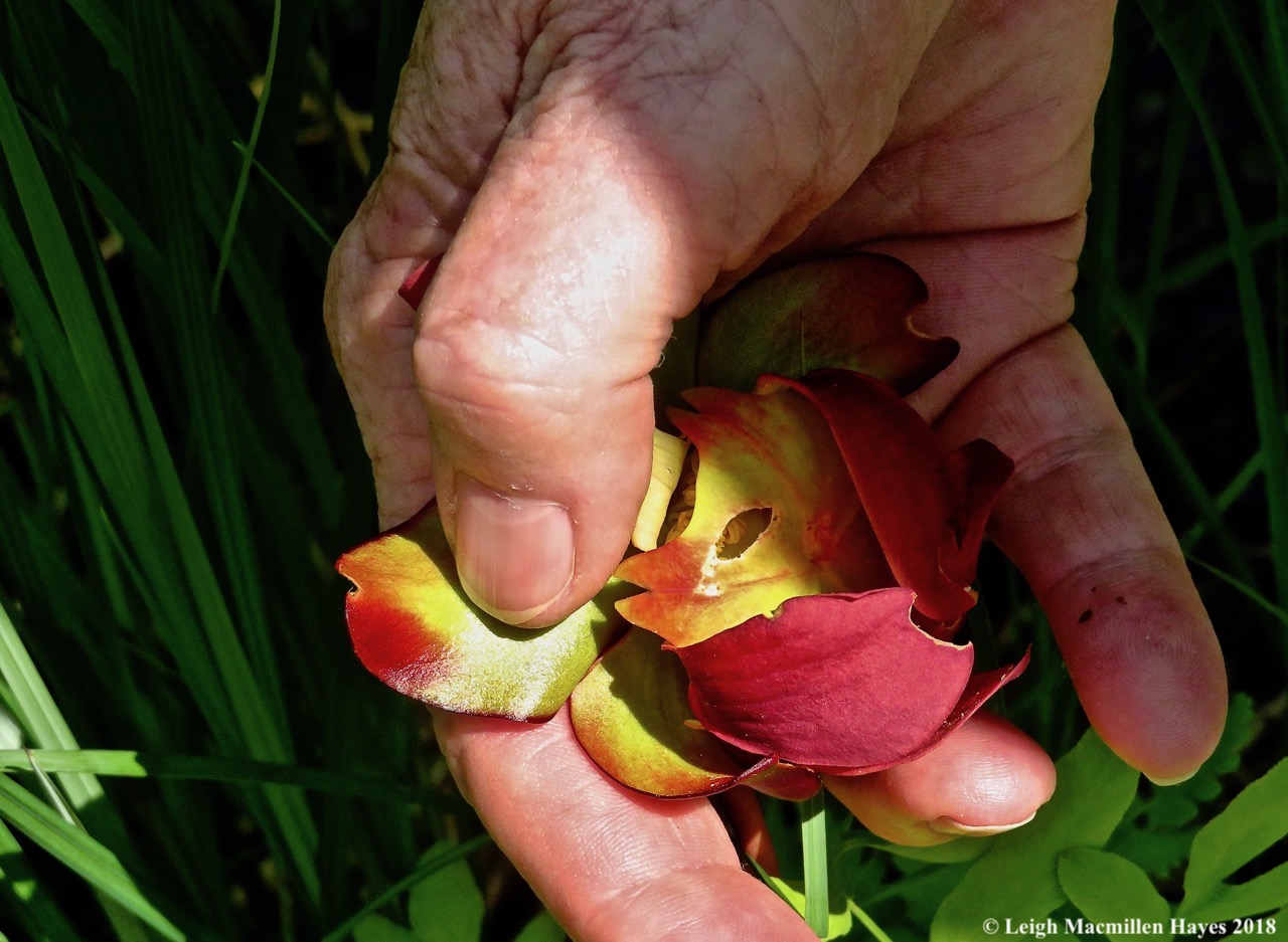 o18-pitcher flower