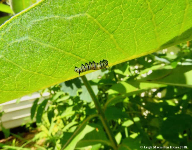 m24-tiny monarch caterpillar