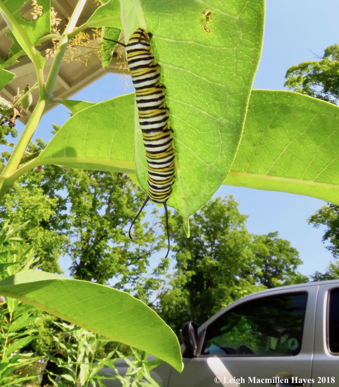 m25-adult monarch caterpillar