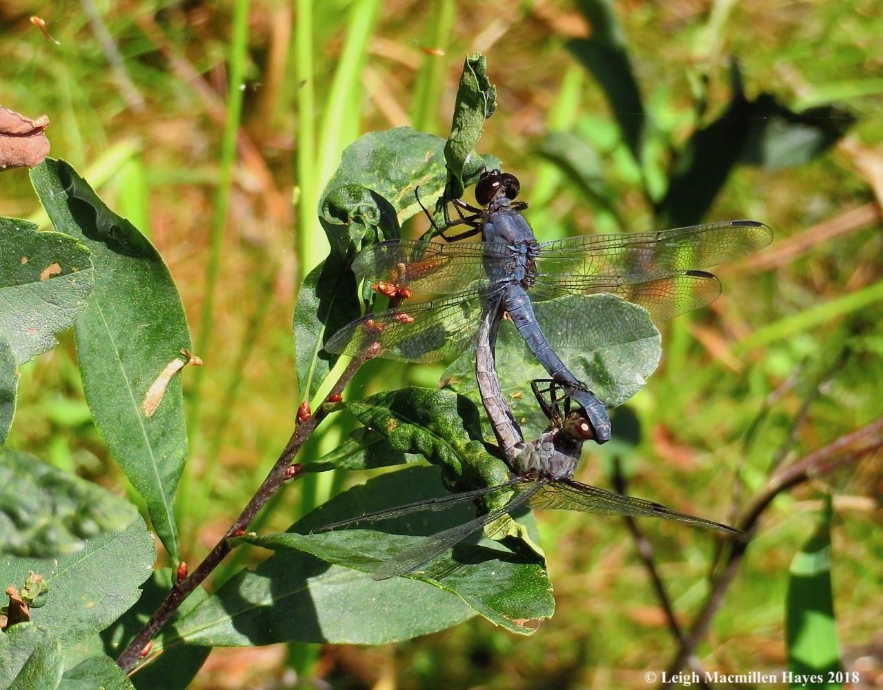 18-slaty skimmer dragonflies