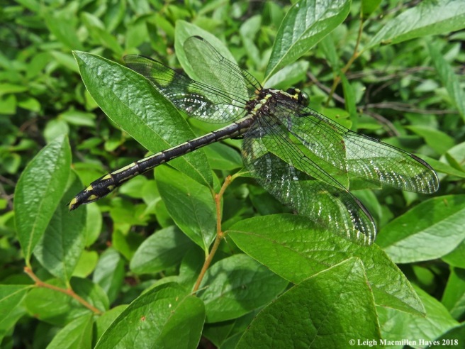 6-lancet clubtail dragonfly