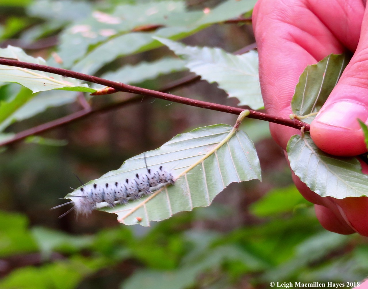 8-hickory tussock moth caterpillar