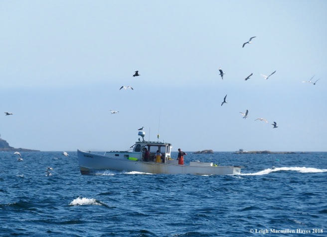 11-Lobster Boat surrounded by gulls