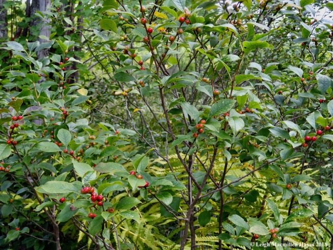 2-winterberry