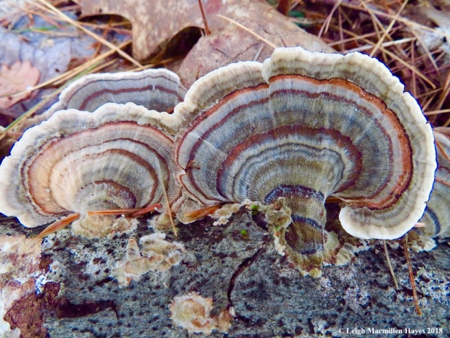 5-turkey tail fungi