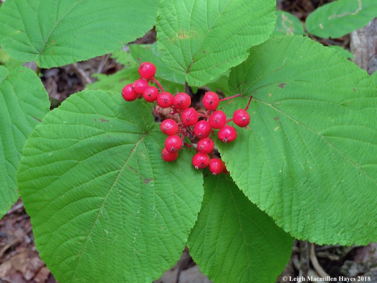 8-hobblebush berries