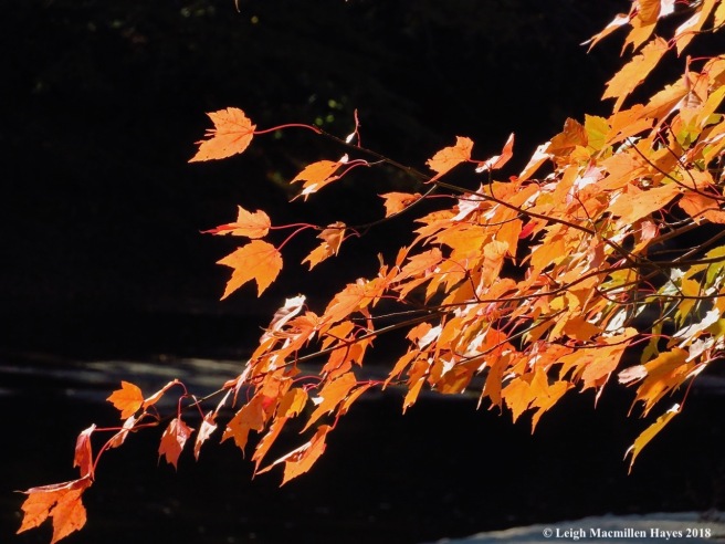 10-red maple leaves